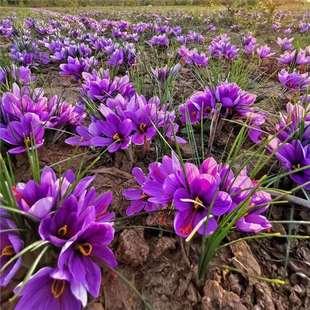 Medicinal Edible Saffron Seed Bulbs Seed Seedlings Bulbs Potted Crocuses Saffron Plants Freeze-Resistant and Cold-Resistant Florals