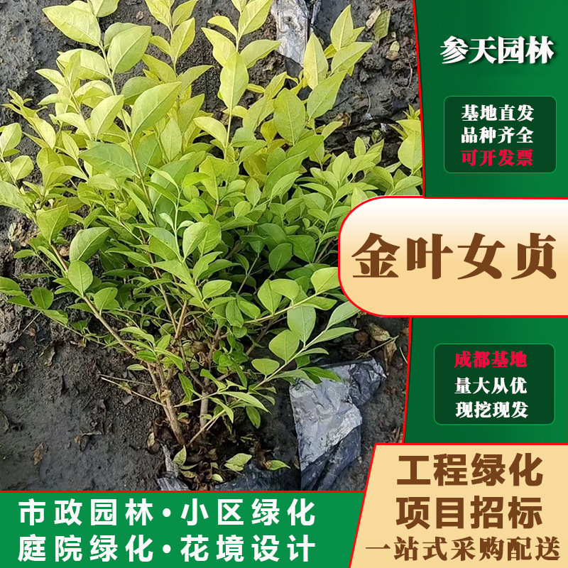 重庆贵州四川金叶女贞大杯金叶女贞小杯金叶女贞袋苗金叶女贞杯苗