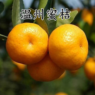 Grafted Tangerine Saplings Wenzhou Tangerine Saplings Authentic Varieties Wenzhou Tangerine Saplings Bear Fruit in the Same Year