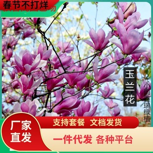 һ�����l���m�����������m�t���m���S��V���mͥԺ��������ֲ���L