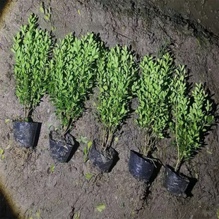 ���l���� �����S�� ���NҎ��N� ���� ��· ���@ ���󃞻�