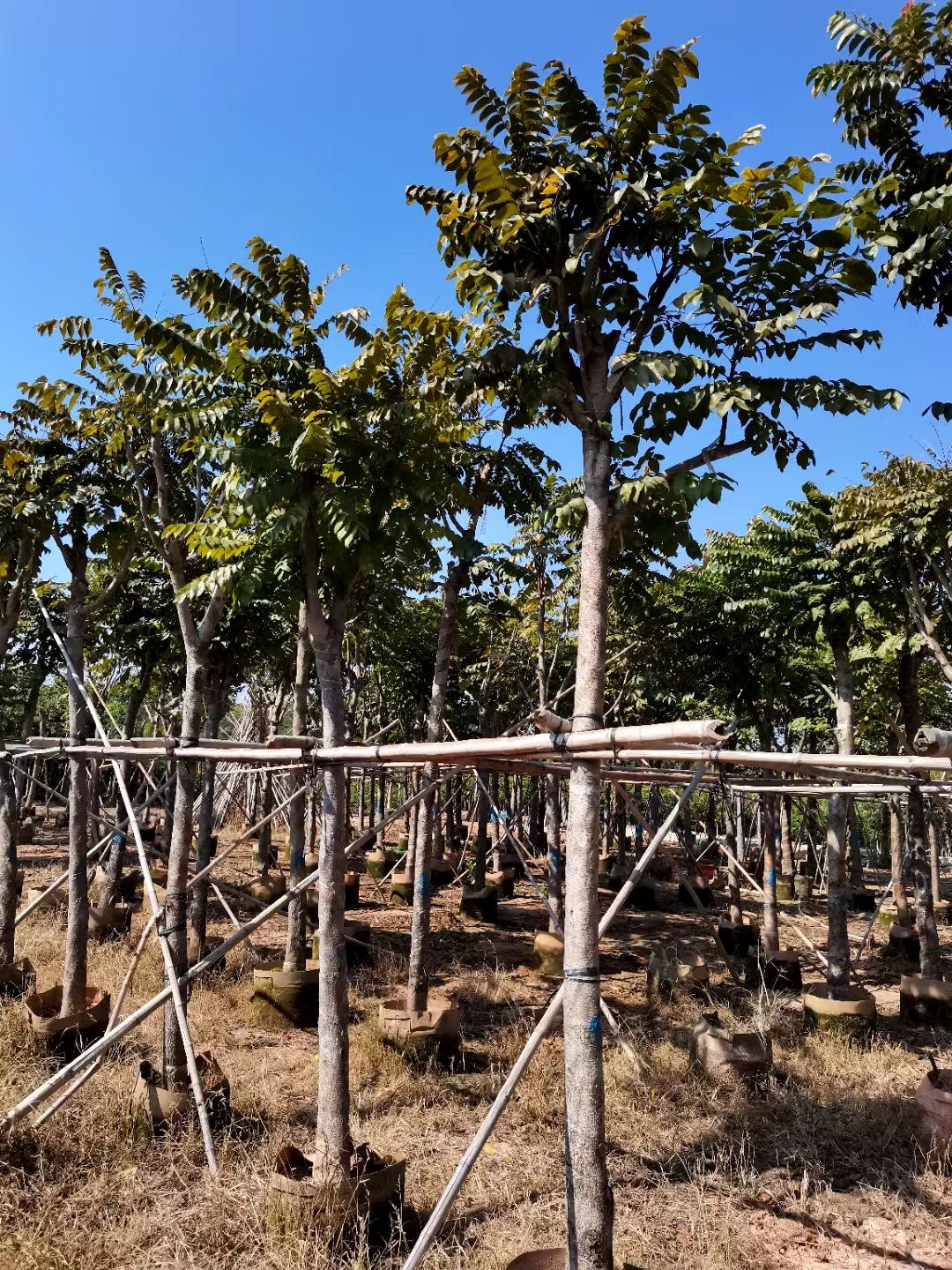 市政苗木袋苗 麻楝 乔木-阿里巴巴