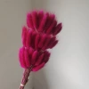 A bunch of vintage rose red rabbit tail grass contains about 60 pieces