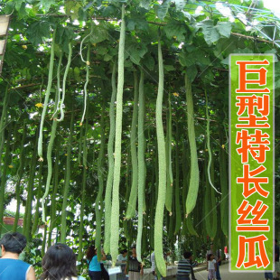 Extra Long Luffa Seeds, Giant Large Flesh Long Fragrant Luffa, Wire Luffa, Ornamental and Edible Shade for Spring, Summer and Autumn Seasons