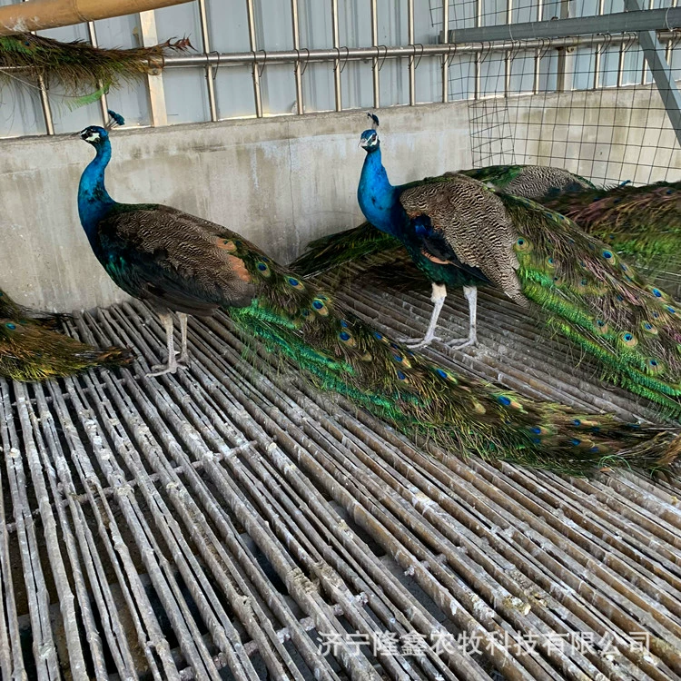Живописный вид павлина на продажу арендуемых саженцев павлина