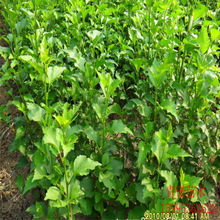 ���Դ������l�G������ľ�Ș��� ����ľ�� С�� �ɻ��ʸ�$