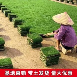 Real Turf, Real Lawn with Soil, No Pruning, Taiwan Grass, Villa Courtyard Garden, Soil Greening Lawn, Real Grass