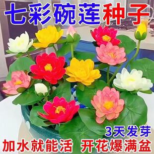 ��ɏ�Nˮ�໨��ˮ�B�ļ�ɏ���ɻ���Gֲˮ��ɏ���҃Ⱥ��B���^�p��