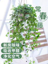 常春藤盆栽室内绿植吊兰垂吊植物阳台净化空气四季常青好养爬批发