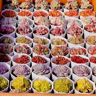 Succulent Wholesale Succulent Plants, High-Quality Expensive Goods, Dark Pattern Succulent Plants Shipped in Full Box, Succulent Old Piles Wholesale with Pots