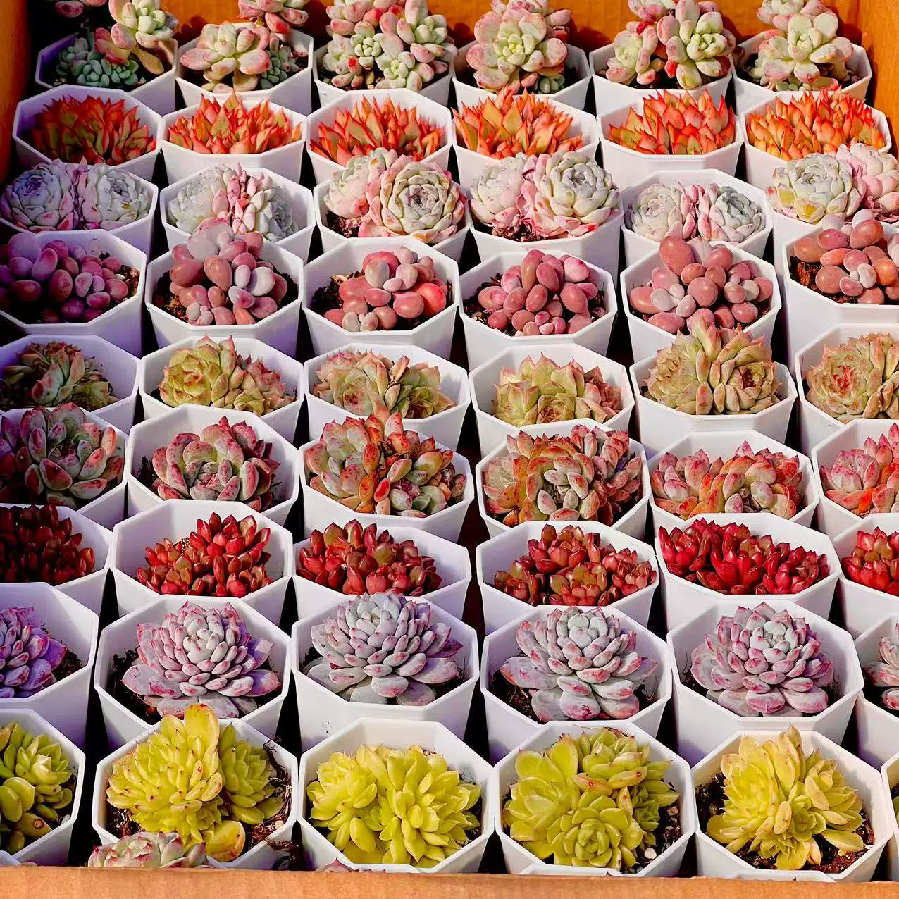Оптовые суккуленты, премиальные суккуленты, суккуленты с темным узором, доставка в целой коробке, оптовые старые суккуленты в горшках