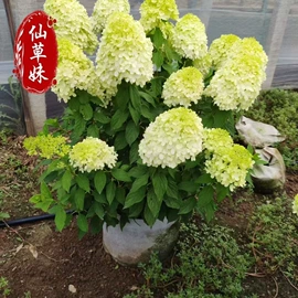 宿根花卉;一二年生花卉;灌木