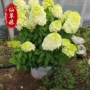 庭院四季耐寒耐热花卉