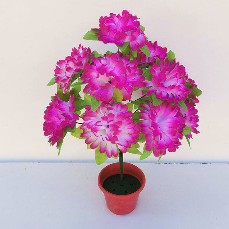 12 chrysanthemums with leaves (purple edge) 1 branch - 1 branch + flowerpot quality choice