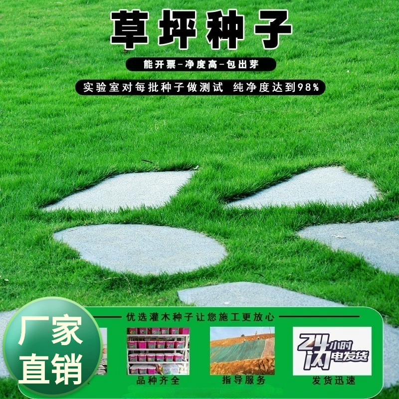 Собака корень газона семена защиты склона Бермудские острова Манила вечнозеленый двор ковер газон зеленая семя