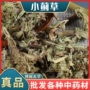 产地刺儿菜小蓟