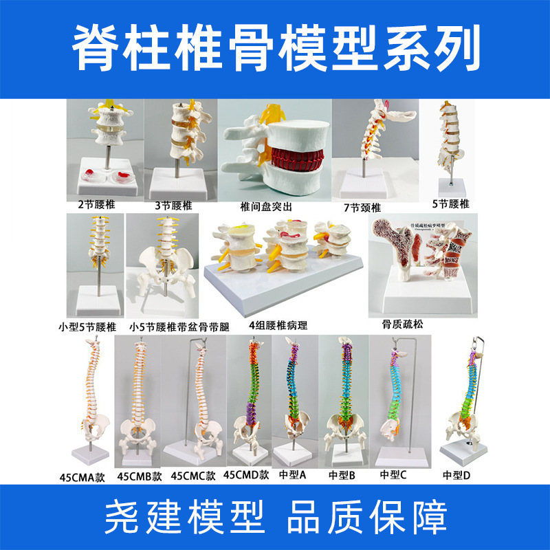 45 85cm Simulated Skeleton Large Spine Intervertebral Disc Nerve Cervical Vertebra Thoracic Vertebra Coccyx Vertebra Lumbar Vertebra Spine Model
