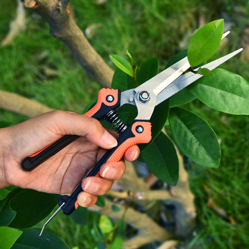 廠家 不鏽鋼園林修枝剪 果樹稀果剪 彎頭摘葡萄摘果剪刀工具