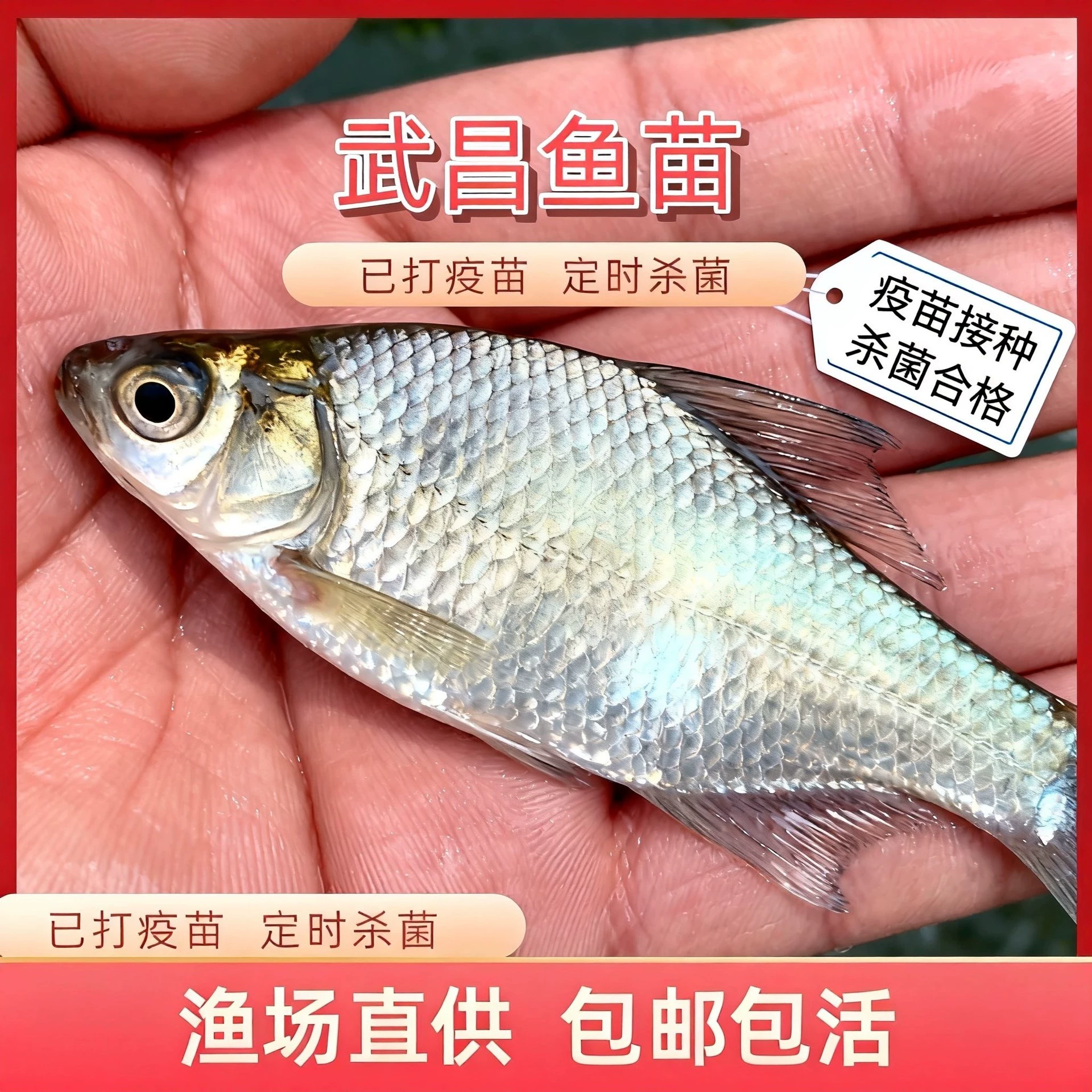 Wuchang Wuchang fish fry bream breeding edible extra large freshwater triangle head bream fresh wholesale free shipping