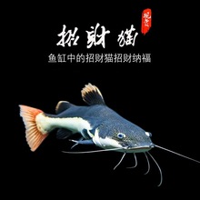 �F؛��ؔ؈�~����~���͵׌��~���~��؈�~�����L�tβ؈�T�~