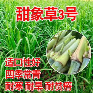 �����3̖�N���oë�߮a�ͺ�����ݾ޾��ݷN�Ӷ������ļ���������