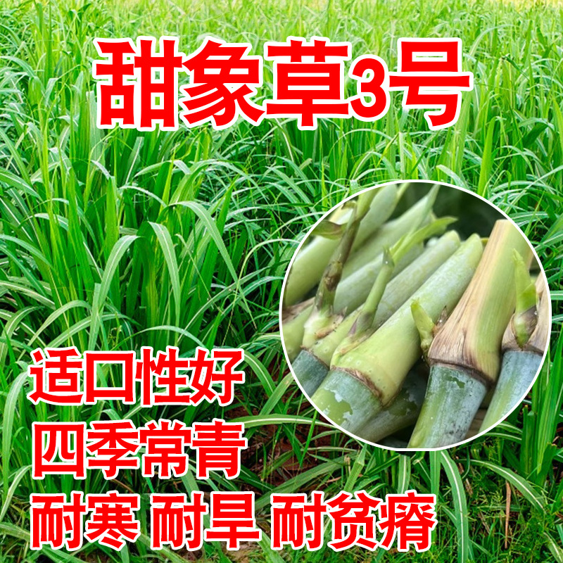 甜象草3号种节无毛高产耐寒皇竹草巨菌草种子多年生四季常青牧草