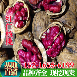 �t�ʺ����� �tƤ������ �����t�ʺ��Ҙ��� ��Ƥ������ �޽Ӻ�����