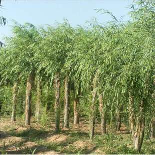 ������ľ�ͺ��͟��z����С��ͥԺ��·ֱ���G���е���ֲ��