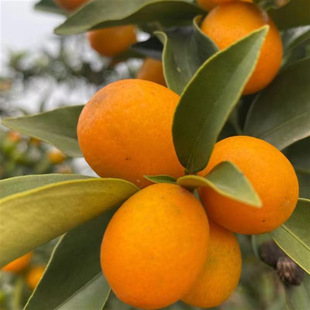 ���̹�����ĕ�ɳ�ǽۘ���ɰ�ǽ���o�џo��ɰ���ټ޽��ϱ����Nֲ