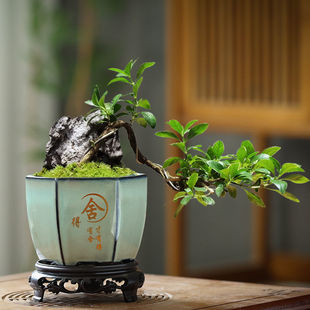 ��ɰ������}�؃r�������бP�辰���m������С�Ř�Gֲ�����մ���