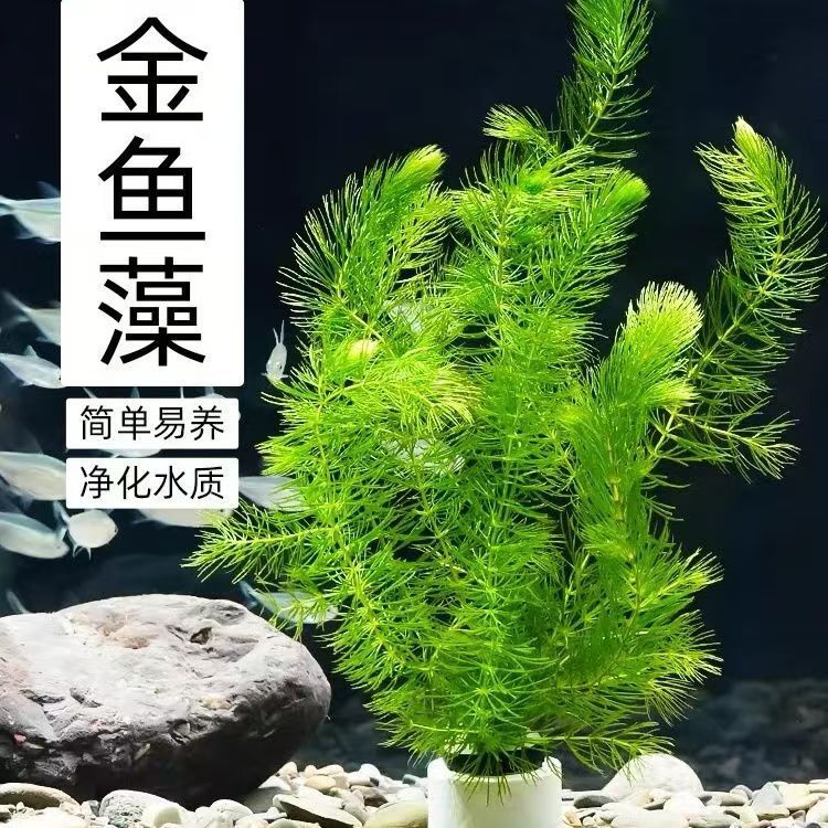 Cold-Resistant Aquatic Plants, Green Plants, Guppies, Goldfish, Landscaping, Lazy Aquarium Ornaments, Oxygenated Hydroponic Plants, Water Culture
