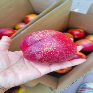 ����������Ʒ�N ����48���� ���³��� �S�������� �޽��Ҙ���