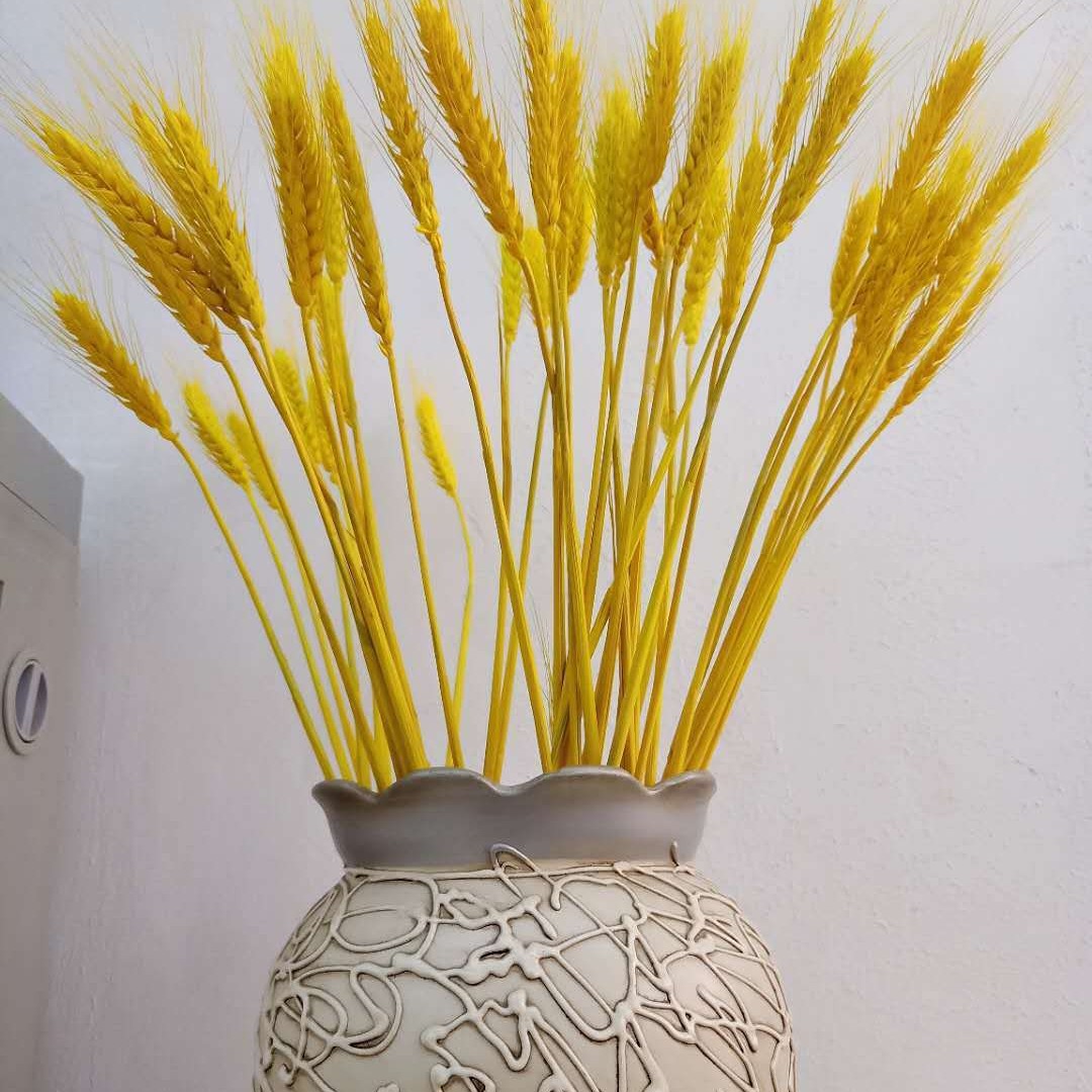 小麦干花原色小麦黄色小麦|ms