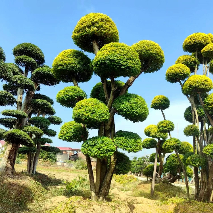 Питомник питания небольшой лист Привет Кол небольшой лист Привет моделирование Кола небольшой лист привет