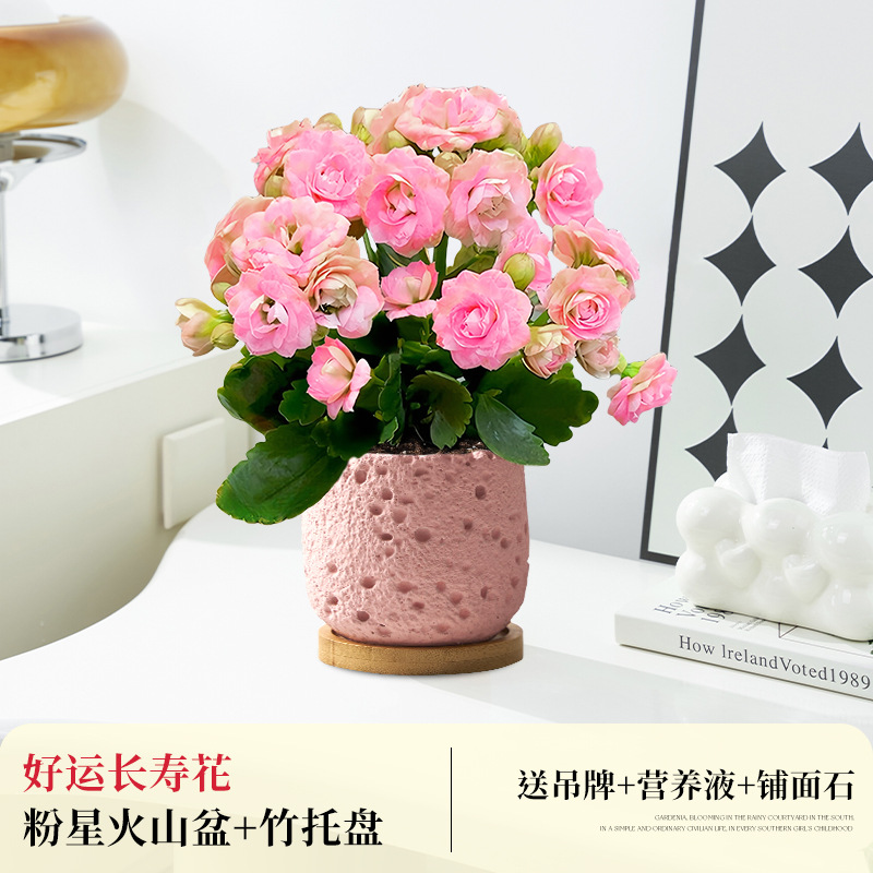 [핑크 더블] 행운장수꽃 + 핑크스타 화산 도자기 세면대 + 대나무 트레이 (무료포장)