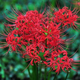 Wholesale of Flower Bulbs on the Other Side, Lycoris Bulbs, Manzhu Shahua Seeds, Mandala Flower Bulbs, Complete Colors