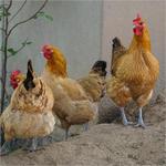 批发三黄鸡柴土鸡五黑鸡活鸡母鸡草鸡青脚麻鸡公九斤红大公鸡