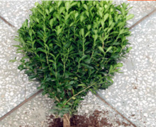 一件代发小叶黄杨苗瓜子黄杨苗法国冬青苗冬青苗金边黄杨庭院绿篱