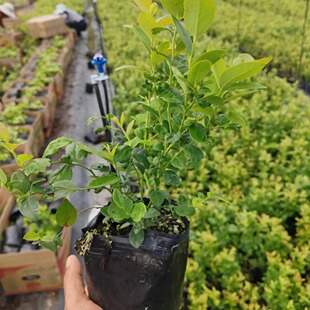 �{ݮ�� �{ݮ������� ���Ե��Ԏ������������۱��F�{ݮ��