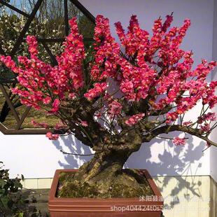 ͥԺ���� �D÷ �t÷ ��÷ �G÷ ��÷ �����D÷���綬���_��