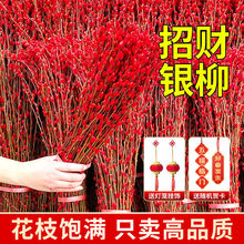 银柳鲜枝年宵花带花苞招财红色干花客厅摆放装饰乔迁春节年宵花卉