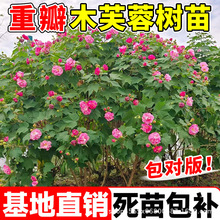 ľؘܽܽػذܽشͥԺNֲ׃ɫܽ