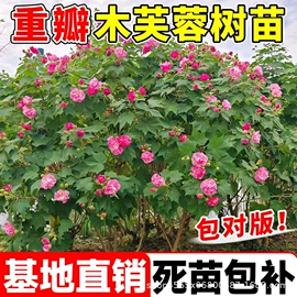 种子;草种子;盆栽