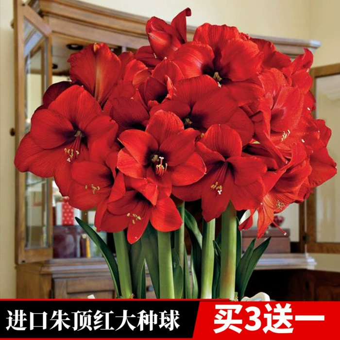 Шар Zhu Dinghong супер большой двойной клапан с цветочными горшечными цветами крытый и открытый балкон двор растения Four Seasons