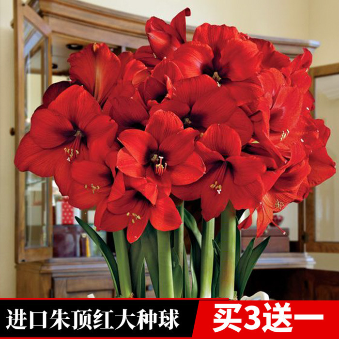 Amaryllis Bulbs Extra Large Extra Large Double Petals with Flower Potted Florals Indoor and Outdoor Balcony Courtyard Plants All Year Round