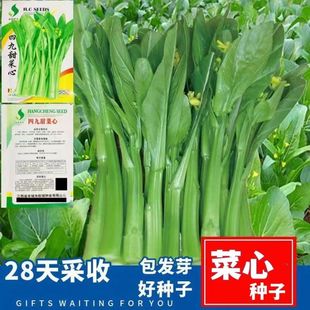 �ľ�����ķN�ӷN�яV�|��̦�͟��̨�ﶬ�����ļ����������߲˷N