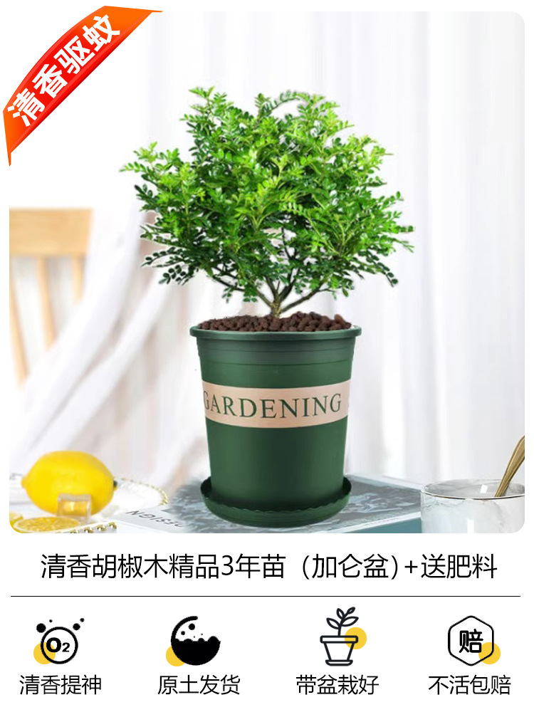 프리미엄 3년생 모기향기 + [갤런포트] + 무비료