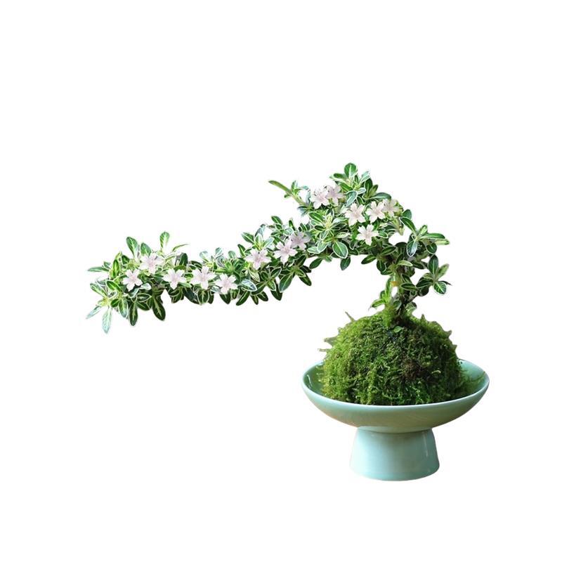 Musgo bola de junio nieve bonsai planta hidropónica acantilado modelado mini micro paisaje plantación verde de mesa interior pequeña maceta image 5