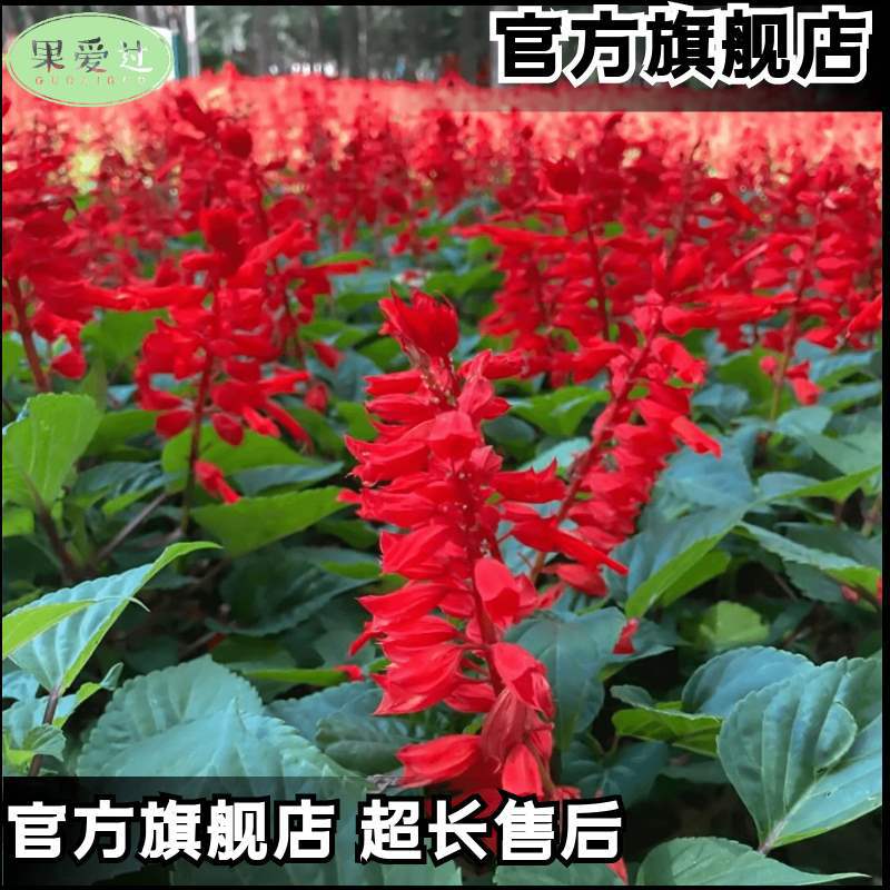 Una cadena de semillas rojas cadena de semillas rojas resistente a altas temperaturas resistente a la sequía flores polvo largo blanco púrpura mezcla jardín en maceta semillas de plantas mar de flores