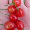 Sichuan Province Cherry Grafted Then Result Sapling